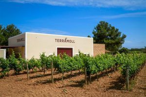 Saborea y degusta Formentera… ¡A través de sus vinos! - Gastronomía y Moda