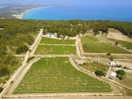 Saborea y degusta Formentera… ¡A través de sus vinos! - Gastronomía y Moda