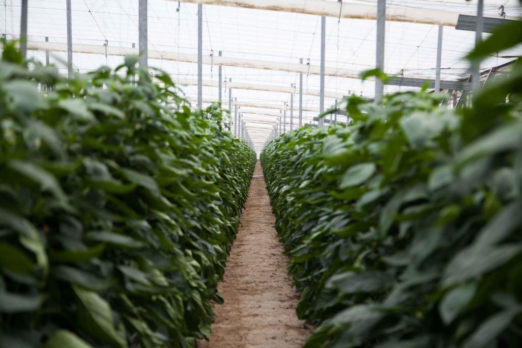 Hortisol y los casi 11 millones de kilos de fruta desde Almería a Europa-Gastronomía y Moda