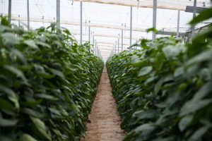 Hortisol y los casi 11 millones de kilos de fruta desde Almería a Europa-Gastronomía y Moda