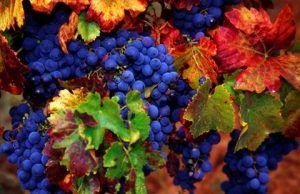 León, un viaje entre viñedos - Gastronomía y Moda