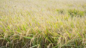 La campaña de arroz en Sevilla culmina con más de 110.000 toneladas y un impulso histórico para la gastronomía andaluza - Gastronomía y Moda