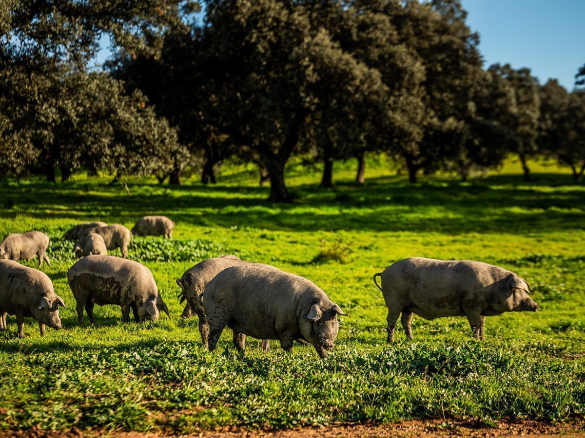 Los Romeros de Alanís, garantía de calidad desde hace más de 50 años - Gastronomía y Moda