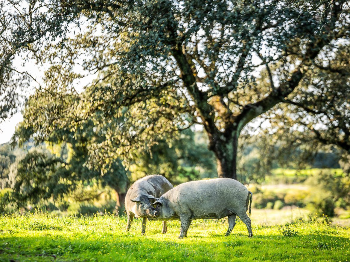Los Romeros de Alanís, garantía de calidad desde hace más de 50 años - Gastronomía y Moda
