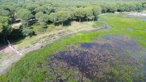 Cruzcampo se vuelca con el agua y la biodiversidad en Doñana - Gastronomía y Moda