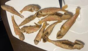 Bar FM, desde 1985 ofreciendo los mejores pescados y mariscos de la lonja de Motril - Gastronomía y Moda