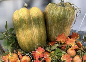 El tradicional Mercado de Todos los Santos de Murcia, un año más te espera en la Plaza de San Pedro - Gastronomía y Moda