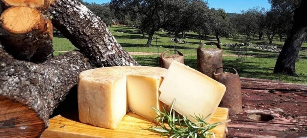 Anda La Oveja, el queso artesano procedente de la raza ovina autóctona, la oveja merina de Grazalema - Gastronomía y Moda