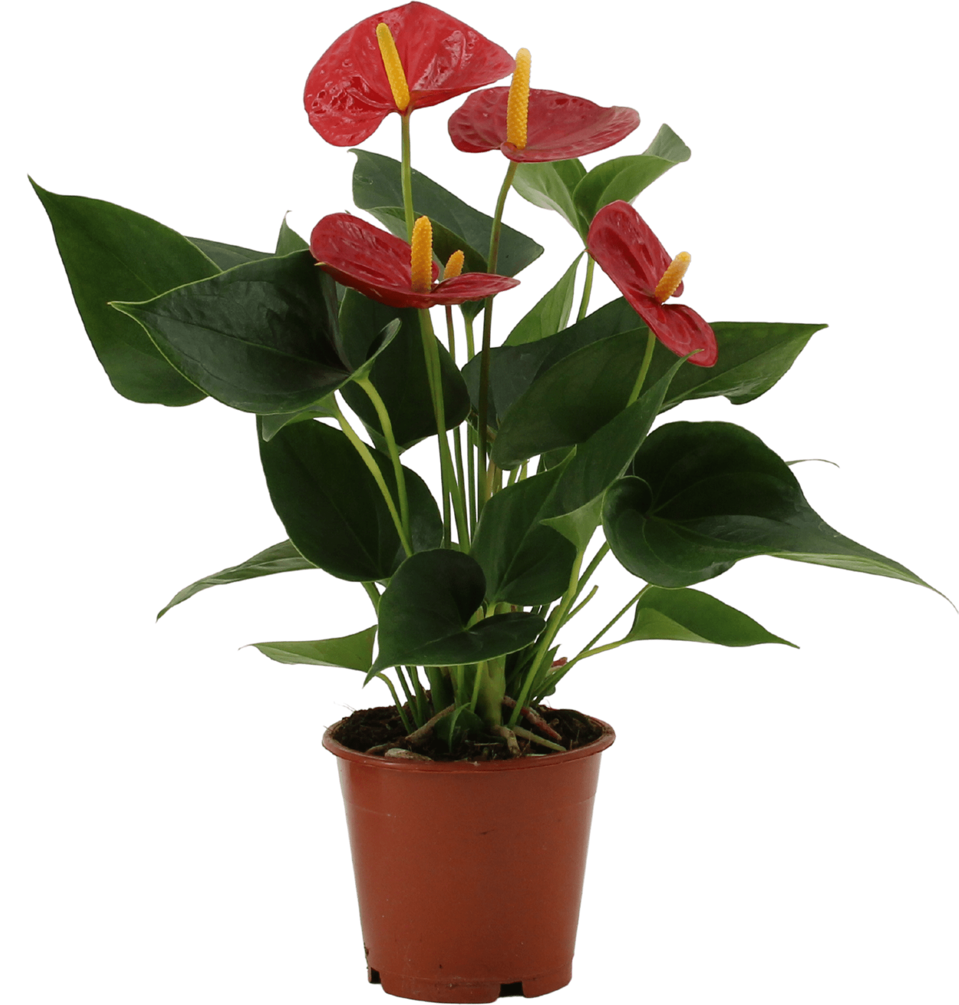 Tulipanes y chocolates por menos de 3 euros para celebrar San Valentín con estilo y sin gastar de más - Gastronomía y Moda
