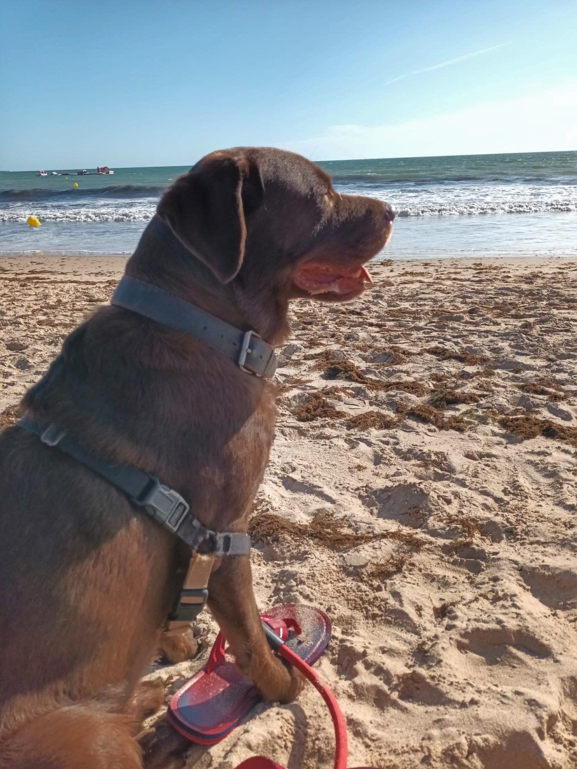 El Puerto de Santa María, playas ideales para estas vacaciones de verano 2024 - Biri - perro - Gastronomía y Moda