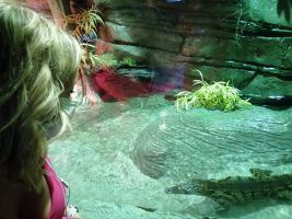 El Acuario de Sevilla reabrirá sus puertas el día 1 de julio - Gastronomía y Moda