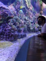 El Acuario de Sevilla reabrirá sus puertas el día 1 de julio - Gastronomía y Moda
