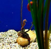 Nuevos bebés de caballitos de mar en la guardería del Acuario de Sevilla - Gastronomía y Moda