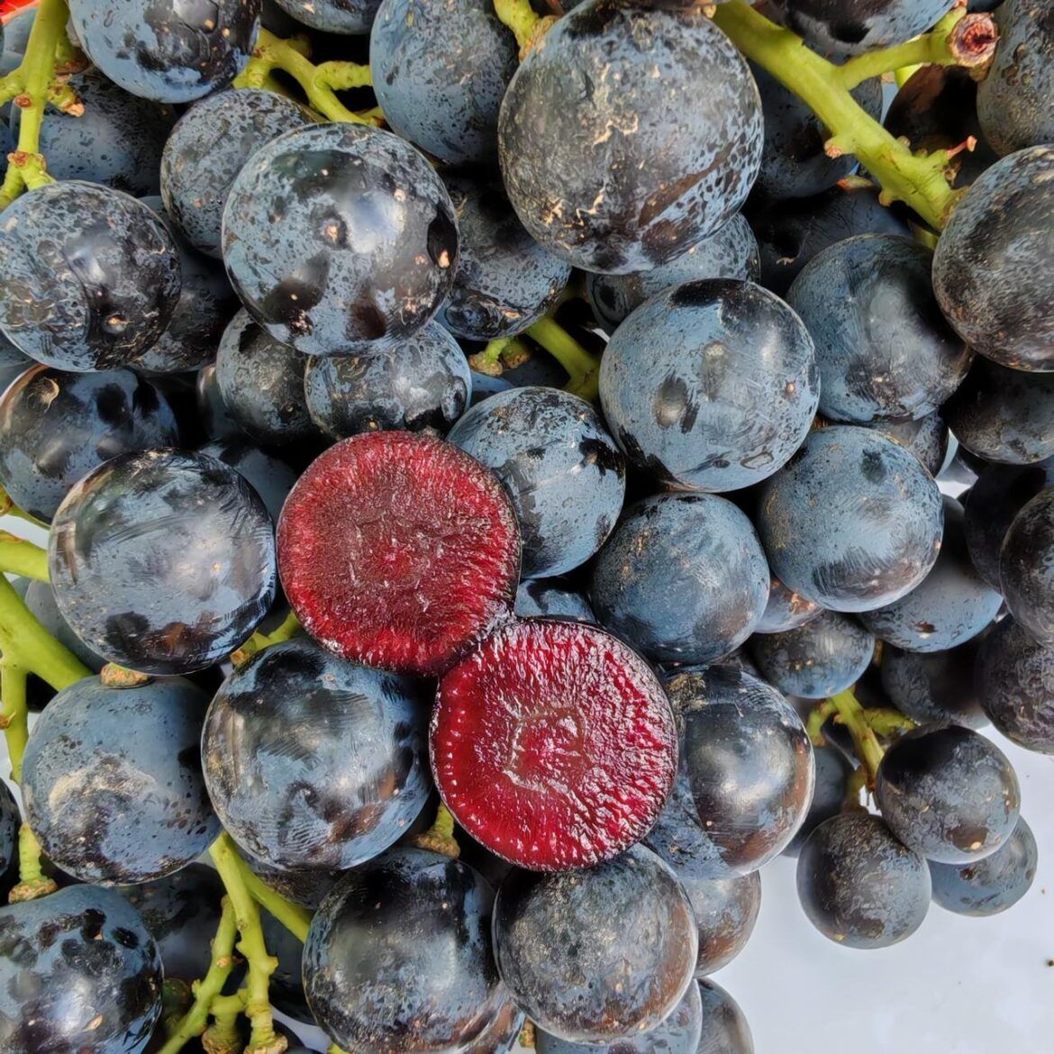 BOOMBITES™ llega a España: así es la primera uva de mesa con pulpa roja natural BOOMBITES™ llega a España: así es la primera uva de mesa con pulpa roja natural - Gastronomía y Moda