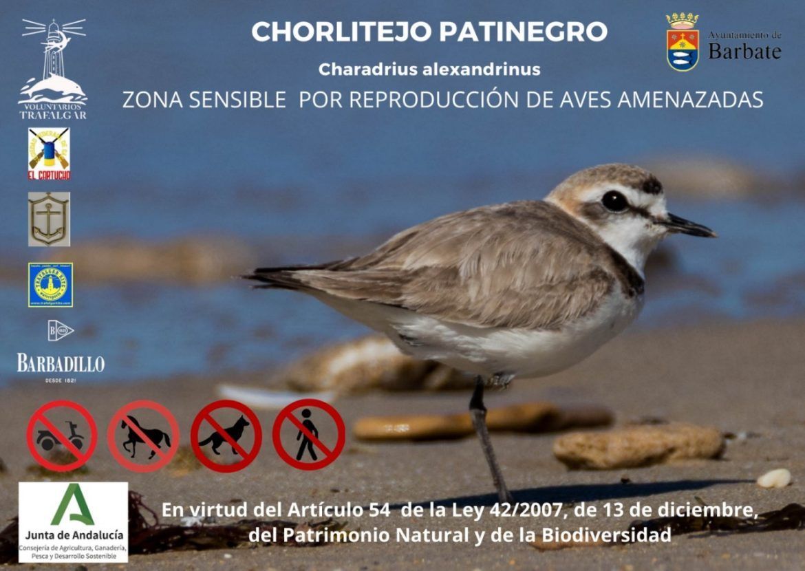 Bodegas Barbadillo, en la Campaña de Preservación del chorlitejo patinegro en la costa de Cádiz - Gastronomía y Moda