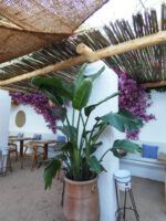 Can Vella: pasión gastronómica en Ibiza frente al mar - Gastronomía y Moda