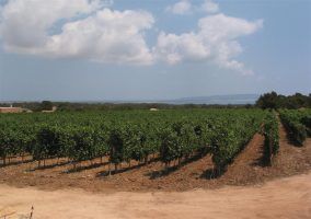 Saborea y degusta Formentera… ¡A través de sus vinos! - Gastronomía y Moda