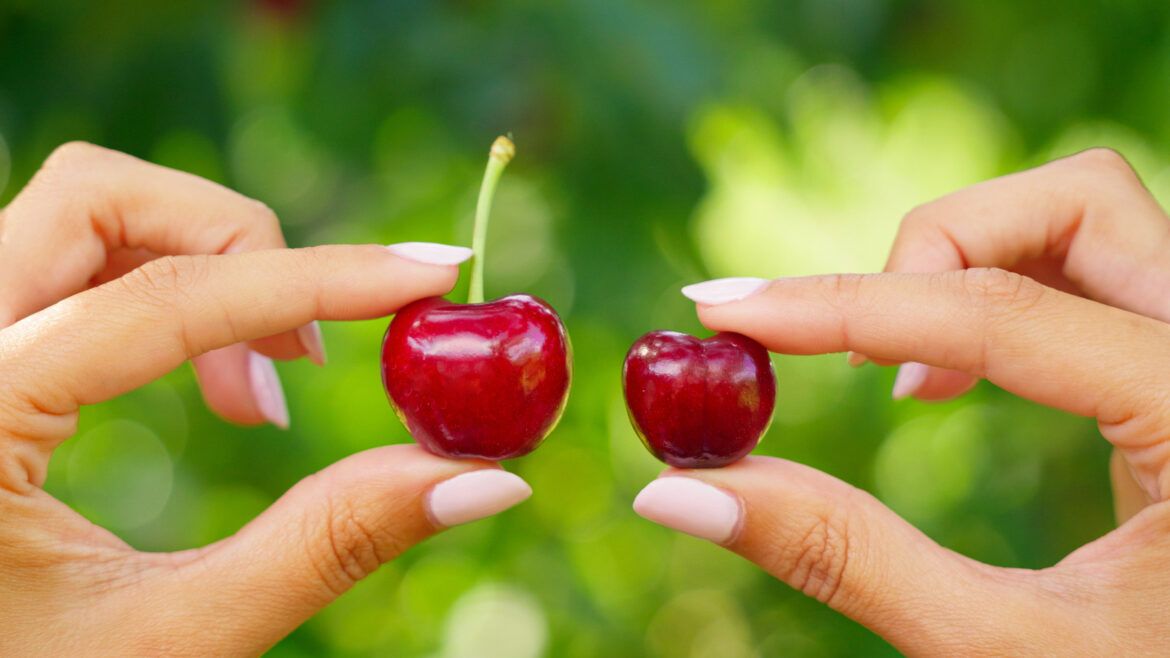 ¿Picota o cereza? Las 10 claves para distinguir el tesoro rojo del Valle del Jerte este verano - Gastronomía y Moda