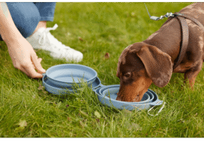 ALDI lanza este verano 2025 el helado para perros por solo 1,29 euros - Gastronomía y Moda