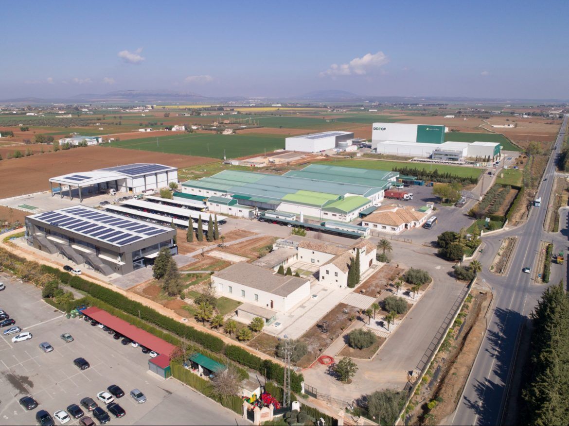 La cooperativa andaluza Dcoop factura 1.409 millones de euros en 2023 - Gastronomía y Moda