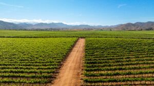 Baja California se posiciona en FITUR Madrid 2026 como uno de los grandes destinos gastronómicos de México avalados por la Guía Michelin - Gastronomía y Moda