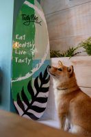 Tasty Poke, un plan de 'guau' para celebrar el día mundial del perro - Gastronomía y Moda