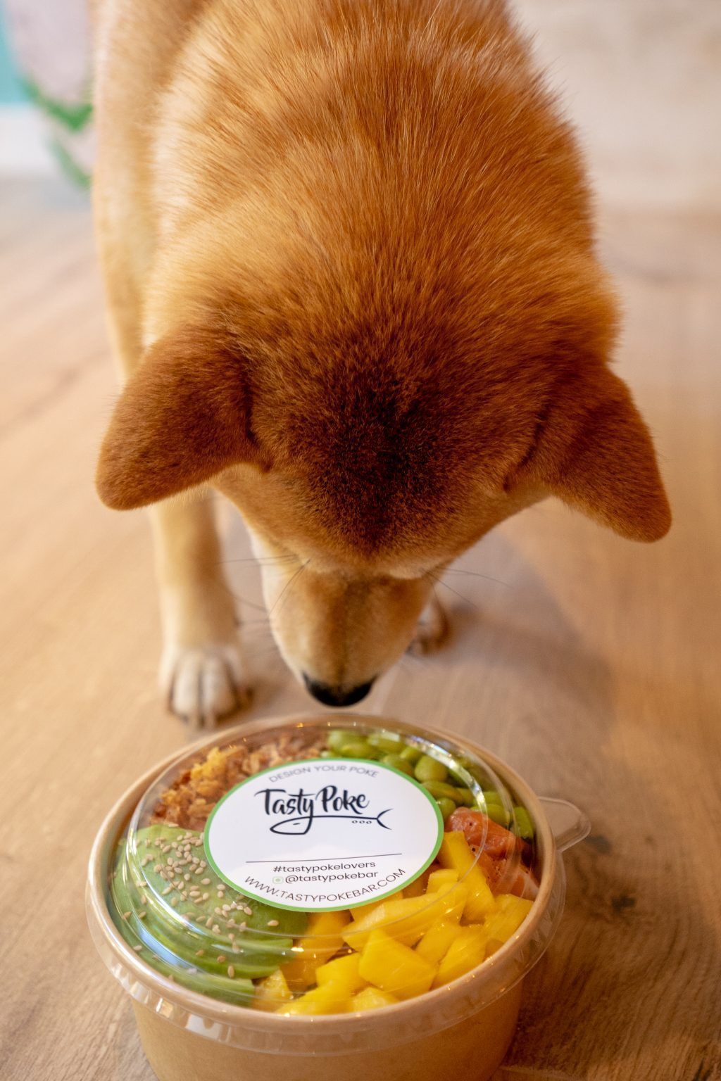 Tasty Poke, un plan de 'guau' para celebrar el día mundial del perro - Gastronomía y Moda
