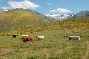 Nuestra España Rural by Rodrigo González (@turistayturismologo) - Gastronomía y Moda