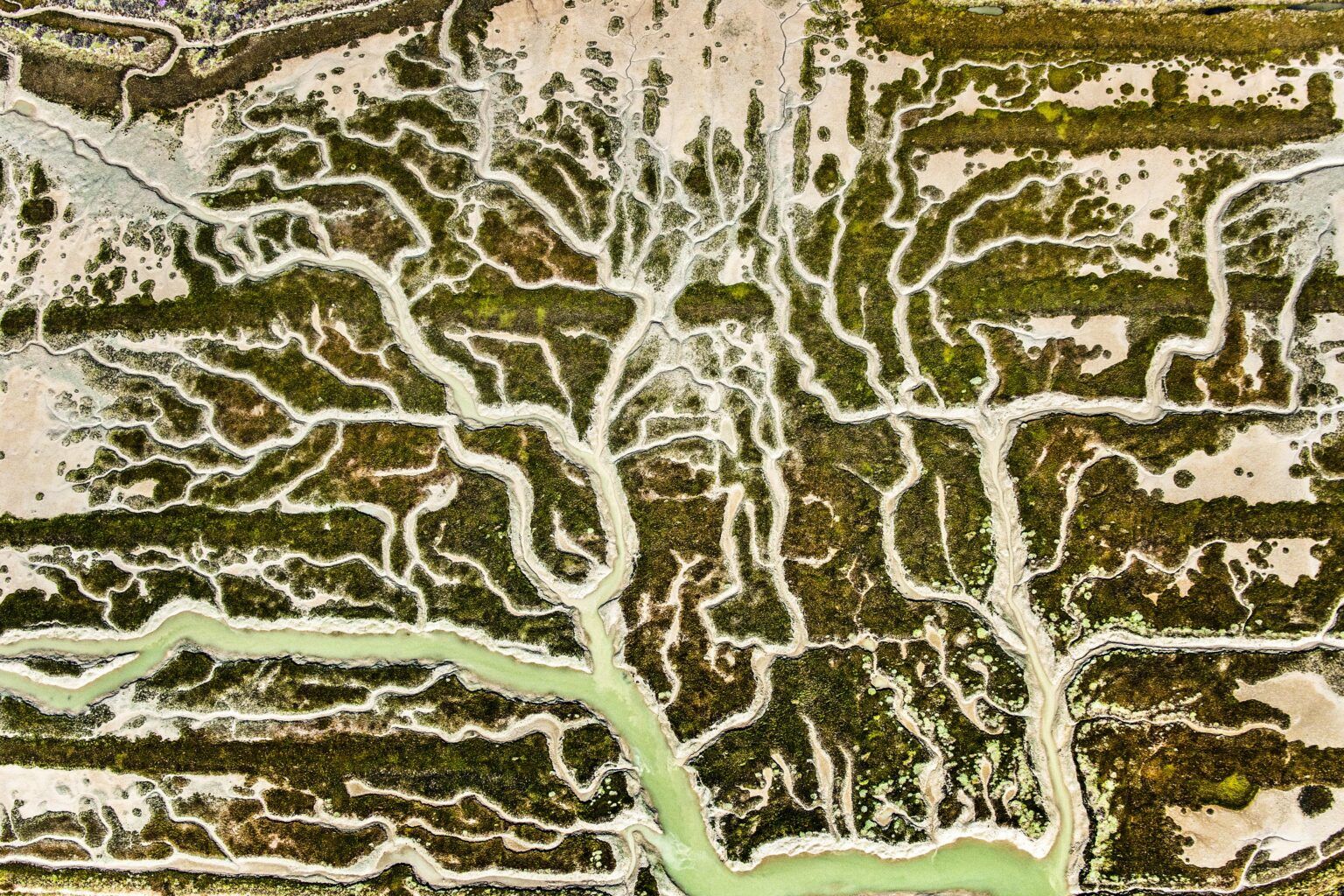 AVE Doñana impulsa en Sevilla un programa 2025–2026 que une arte y ciencia para reflexionar sobre el agua y la conservación AVE Doñana impulsa en Sevilla un programa 2025–2026 que une arte y ciencia para reflexionar sobre el agua y la conservación - Gastronomía y Moda
