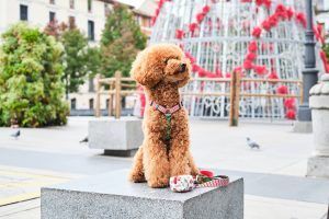 Dukier, la startup andaluza que diseña los accesorios  más fashion y must para mascotas - Gastronomía y Moda