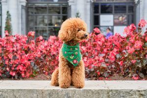 Dukier, la startup andaluza que diseña los accesorios  más fashion y must para mascotas - Gastronomía y Moda