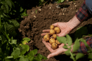 Salen al mercado las primeras Lay's y Ruffles cultivadas con los fertilizantes bajos en carbono de Fertiberia - Gastronomía y Moda