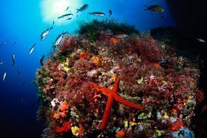 El secreto de las cristalinas aguas de Formentera - Gastronomía y Moda