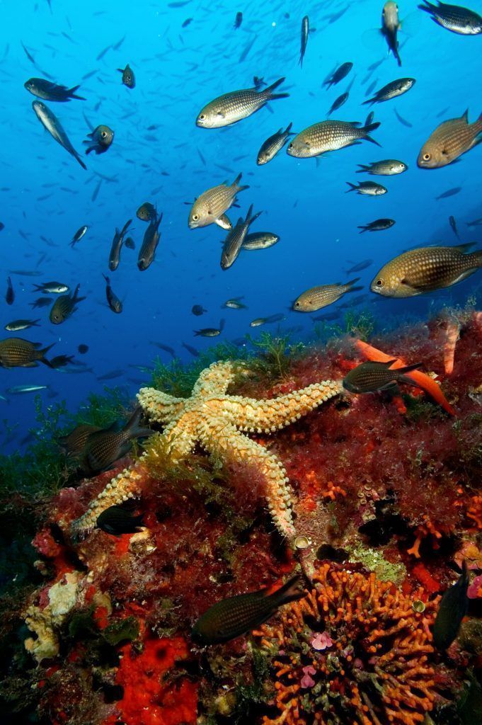 Formentera, apuesta segura tras el desconfinamiento - Gastronomía y Moda
