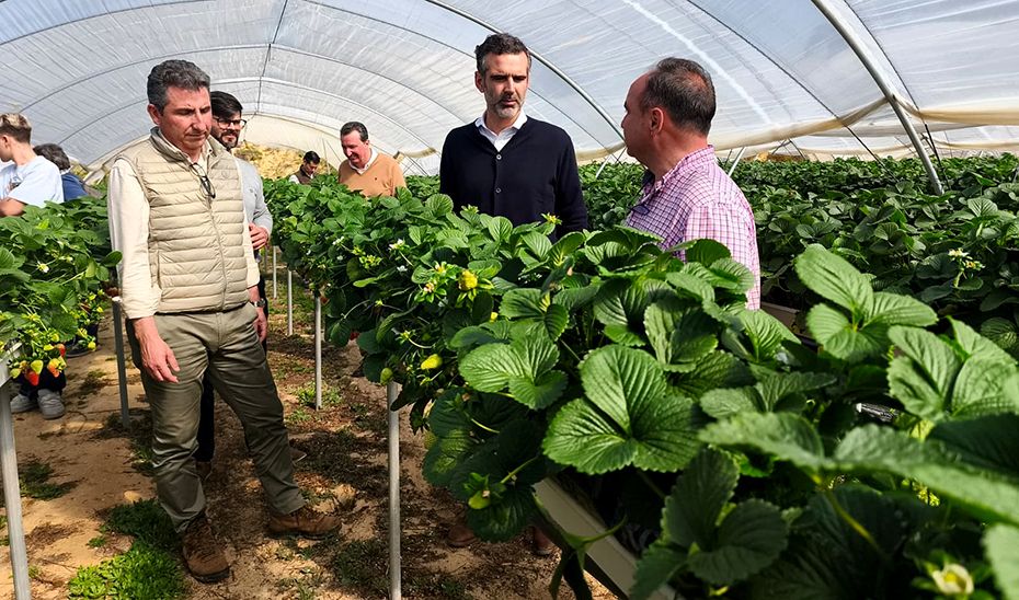Huelva concentra el 90,7% de las exportaciones andaluzas de frutos rojos hasta noviembre de 2025 - Gastronomía y Moda