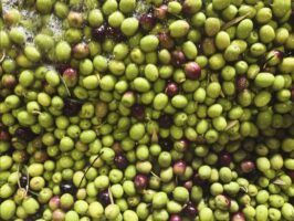 Finca La Torre, el aceite de oliva virgen extra de Málaga que conquista el mundo con su calidad y tradición - Gastronomía y Moda