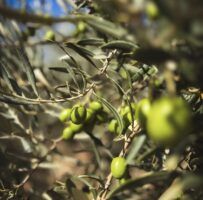 Finca La Torre, el aceite de oliva virgen extra de Málaga que conquista el mundo con su calidad y tradición - Gastronomía y Moda