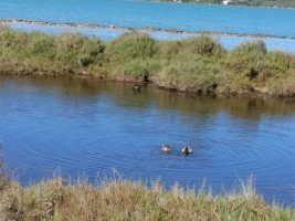 Formentera estrena nueva Ruta Birding - Gastronomía y Moda