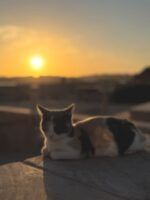 Mónica Sánchez del Monte recorre Egipto en un viaje entre historia, cultura y experiencias únicas - Gastronomía y Moda