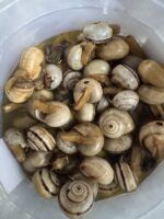 Ya hay caracoles en España: vuelve una de las temporadas gastronómicas más esperadas del año - Gastronomía y Moda
