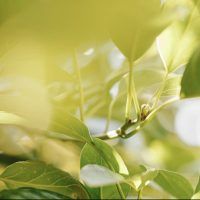 Productos sostenibles del árbol a casa en menos de 48 horas - Gastronomía y Moda