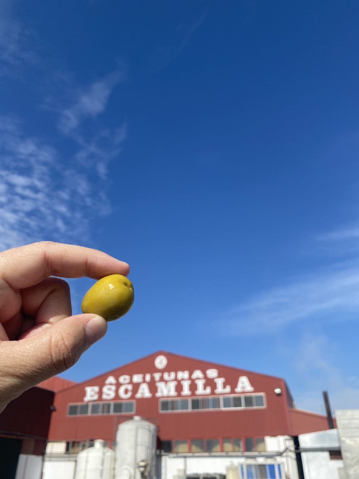 Las aceitunas de excelente calidad tienen un nombre, Aceitunas Escamilla - Gastronomía y Moda