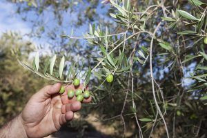 Ontalba recoge 13 millones de kilos de aceituna - Gastronomía y Moda