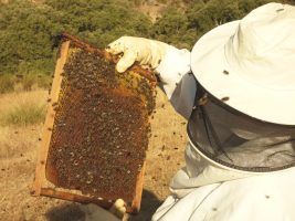 Día Mundial de la Alimentación: dos de los ingredientes más completos de nuestra dieta - Loma de la ermita - Gastronomía y Moda