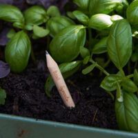 De escribir recetas a cultivarlas: llegan a España los lápices plantables que se transforman en toppings de pizza - Gastronomía y Moda