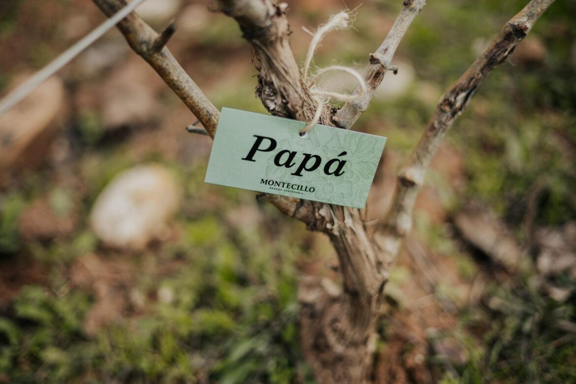 Por el Día del Padre, Bodegas Montecillo invita a formar parte de su viñedo ecológico - Gastronomía y Moda