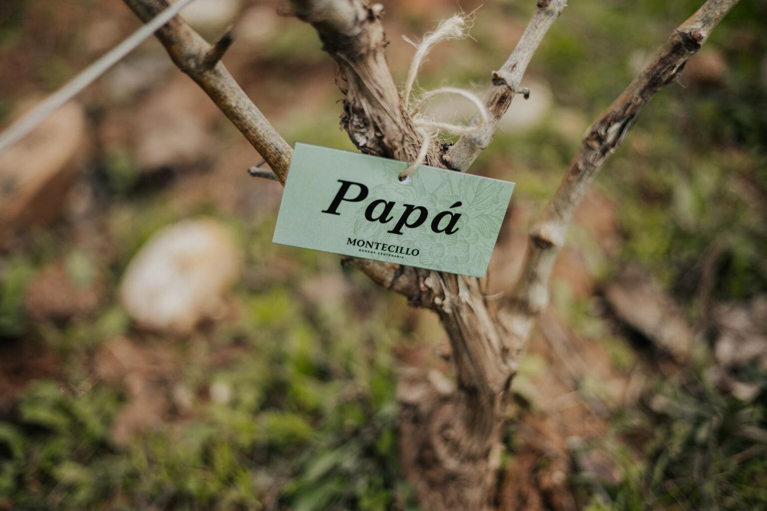 Por el Día del Padre, Bodegas Montecillo invita a formar parte de su viñedo ecológico - Gastronomía y Moda