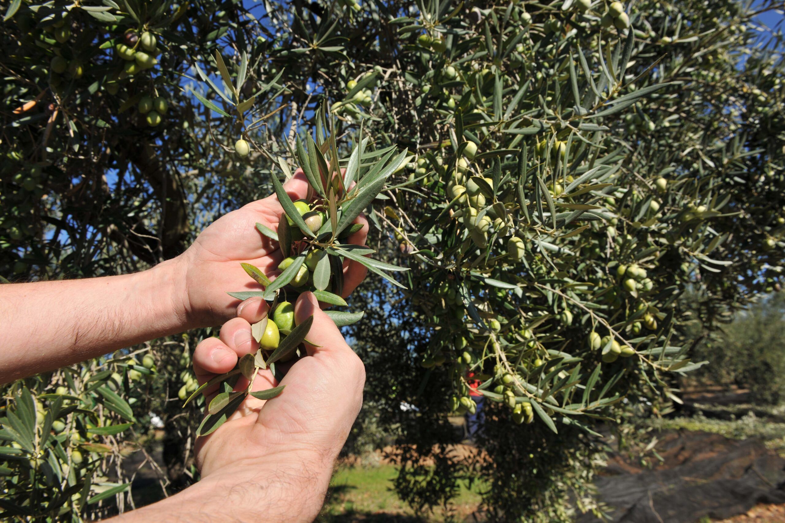 Oro Bailén prevé producir más de 2 millones de litros de aceite de oliva virgen extra en Jaén - Gastronomía y Moda