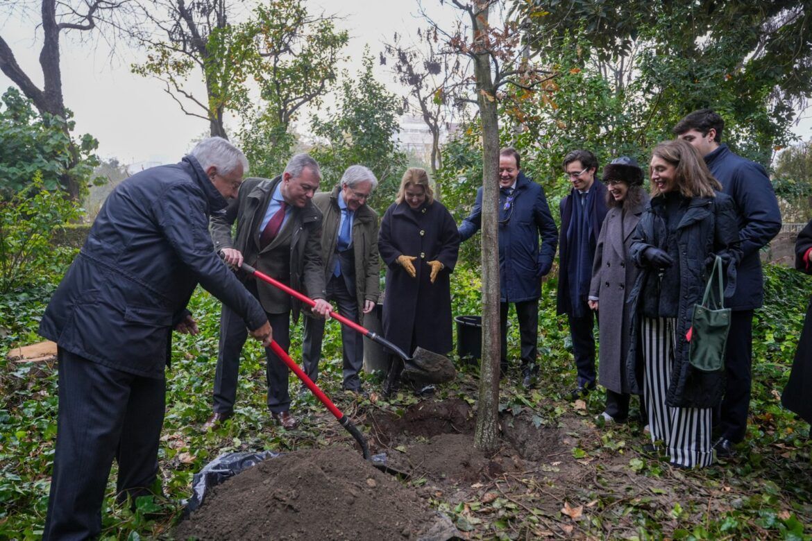 'Replanta Sevilla’ suma nuevas donaciones con un roble por el 70 aniversario del Grupo gastronómico Casa Robles - Gastronomía y Moda