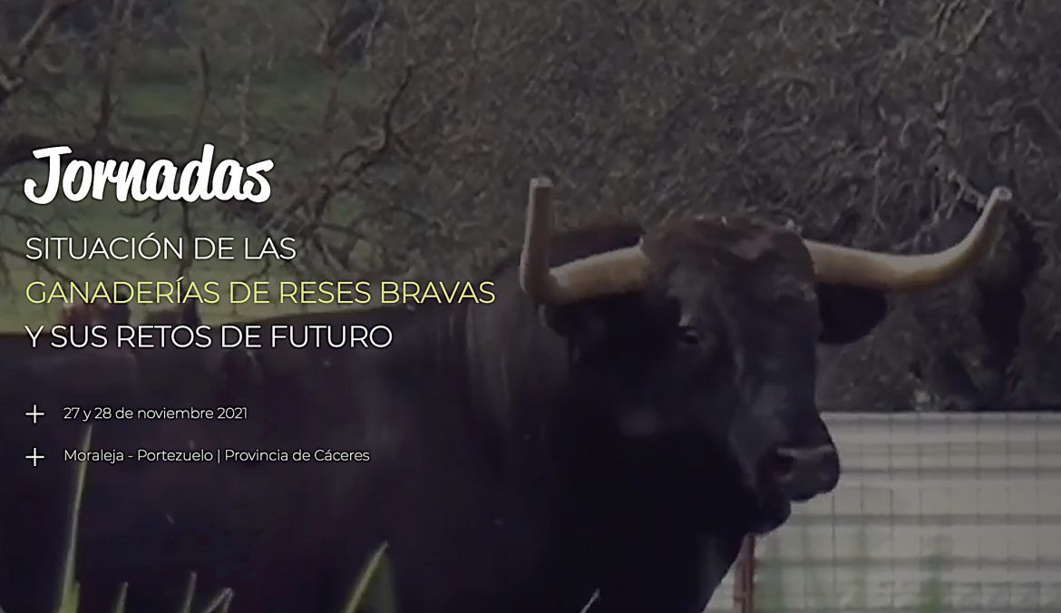 La localidad cacereña de Moraleja acoge las jornadas: ‘La situación de las ganaderías de reses bravas y sus retos de futuro’